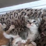 ginger kittens