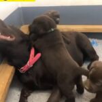 Eye-catching Chocolate Labrador retriever