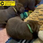 outstanding Labrador retriever puppies