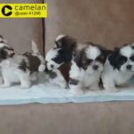 male and female lovely shih tuz puppies