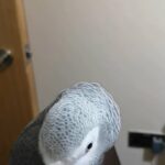lovely and nice looking Africa grey parrot