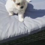 white Gold colour Maltese puppies ready now