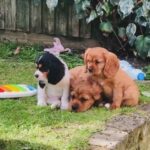 sweet lovely Cavaliers king Charles