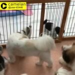 Shih Tzu puppies for sale
