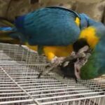 sweet mancow parrot ready now