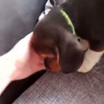 beagle ready for good homel