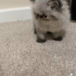 Persian Himalayan kittens