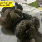 rabbits