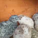 quails for sale