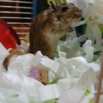 Naughty Gerbil
