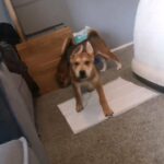 Japanese Akita x Bone Mouth Shar Pei in London