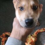 Jap Akita x Bone Mouth Sharpei