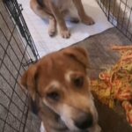 Japanese AKITA X BONE MOUTH SHARPEI