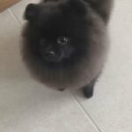 Pomeranian girl in London