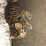 beautiful tabby kittens