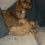 cavapoo puppies