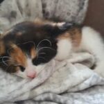 Kitten