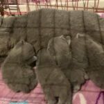 British blue kittens