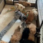 Pomeranian pups