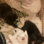 4 kittens available (cross Turkish Angora) in Birmingham