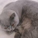 Pedigree female British shorthair