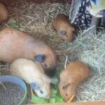 Californian Guinea Pig - stunning baby boy available in Worthing