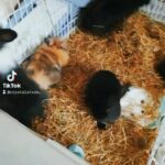 4 baby rabbits