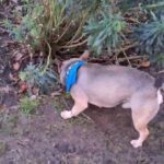 missing frenchie