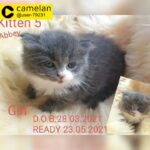 Lovely Kittens for sale in Crewe