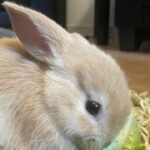 Lionhead Mix Baby Rabbits