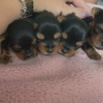 TOY YORKIE PUPPIES FOR SALE!!