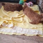 boy cavapoos