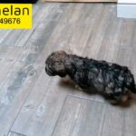 READY NOW Cocker spaniel x lagotto Romagnolo