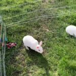 Rabbits for sale pure white