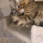 beautiful kitten