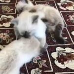 4 beautiful Ragdoll kittens 2 girls 2 boys