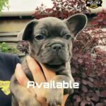 Blue and tan carrying Izabella French Bulldog puppies available