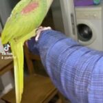 Hand Tamed Alexanderine / Alexander Talking Parrot in Luton