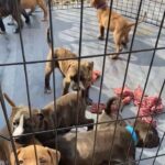 bandogge puppies