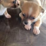 Jack Russell puppies in Dunstable