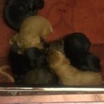 kc registered working cocker spaniels
