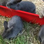 dwarf rabbits