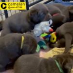 Labrador retriever puppies