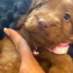 Cockapoo puppies