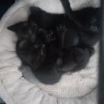 5 bombay kittens