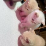 British short Hair kitten for sale in East London
