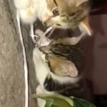 bengal x tabby kittens ready