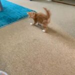 2 ginger kittens reading to go