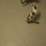 2 beautiful kittens looking for a loving home