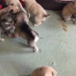Alaskan malamute puppies